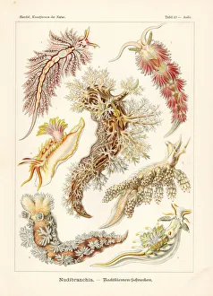 Nudibranchia or sea slugs Nudibranchia or sea slugs