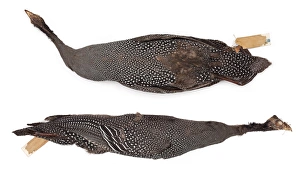Numida meleagris, Helmeted Guineafowl, female Numida meleagris, Helmeted Guineafowl, female