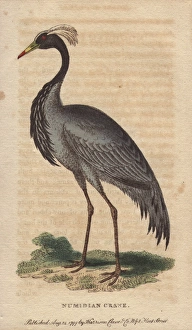 Numidian crane, demoiselle crane or dancing Numidian crane, demoiselle crane or dancing