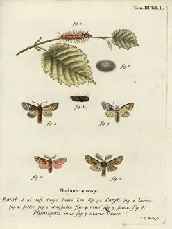 Nut-tree tussock and plumed prominent Nut-tree tussock and plumed prominent