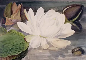 Prints of Watercolour No. 15 by Walter Hood Fitch, c. mid-1800s. Held in the Botany Library at the Natural History Museum, London Museum Prints: Water Lily Print, c. mid-1800s, Natural History Museum
