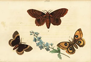 Oak eggar, poplar lappet and Tau emperor Oak eggar, poplar lappet and Tau emperor