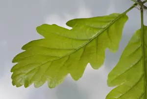Fagaceae Family Plants Prints: Oak leaf