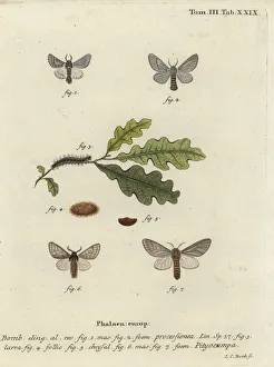 Oak processionary moth, Thaumetopoea processionea Oak processionary moth, Thaumetopoea processionea