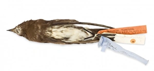 Oceanites maorianus, New Zealand strom petrel Oceanites maorianus, New Zealand strom petrel