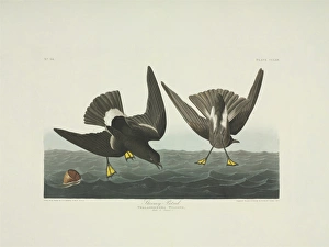 Oceanites oceanicus, Wilsons storm petrel Oceanites oceanicus, Wilsons storm petrel