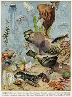 Ocean Creatures Prints: Oceanography