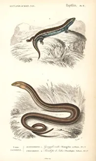 Ocellated (bronze) skink and European glass lizard Ocellated (bronze) skink and European glass lizard