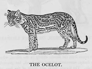 Print of Ocelot (Bewick) Felis pardalis, Central American wild cat