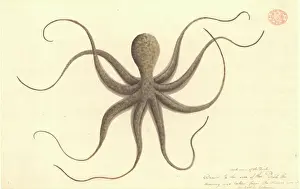 Octopus Watercolour 401 Print, Watling Collection