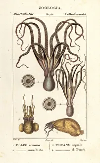 Octopus and squid species Octopus and squid species