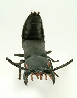 Ocypus olens, devils coach horse beetle model Ocypus olens, devils coach horse beetle model