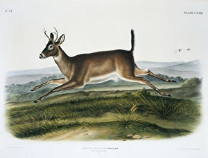 Odocoileus virginianus leucurus, Columbian white-tailed deer Odocoileus virginianus leucurus, Columbian white-tailed deer
