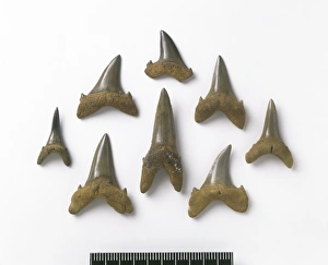 Odontaspis robusta, sand tiger shark teeth Odontaspis robusta, sand tiger shark teeth