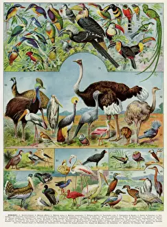 Prints of Variety of birds, including ostriches, pelicans, kiwi, heron and toucan. Date: 1930 Ostrich Prints: 1930 Print - Oiseaux, Birds Variety