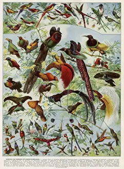 Exotic Birds Colour Print 1930