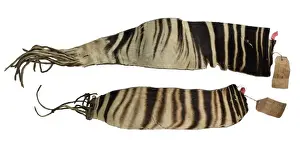 Prints of Strips of hide from an okapi skin obtained in 1900 by Sir Harry Hamilton Johnston (1858-1927), High Commissioner of Uganda Johnstoni Prints: Okapia johnstoni Strips of Hide Print, 1900