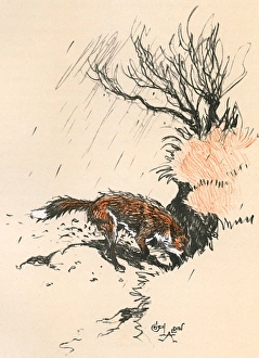 An old dog fox scratching at the ground An old dog fox scratching at the ground