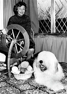 Old English Sheepdog turned into wool Old English Sheepdog turned into wool
