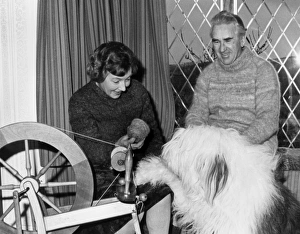 Old English Sheepdog turned into wool, Cornwall Old English Sheepdog turned into wool, Cornwall