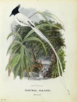 Old male Asian Paradise Flycatcher Watercolour Old male Asian Paradise Flycatcher Watercolour