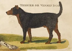 Old Type Terrier Print
