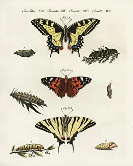 Old world swallowtail, painted lady and scarce Old world swallowtail, painted lady and scarce