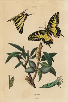 Old World swallowtail and scarce swallowtail, larva and pupa Old World swallowtail and scarce swallowtail, larva and pupa