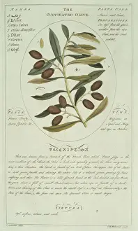 Timothy Sheldrake's Botanicum Medicinale Olive Print (1759)