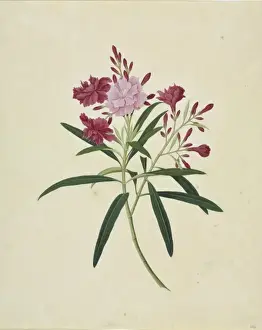 John Reeves Botanical Drawings Prints: Oleander cv