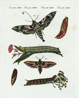 Oleander hawk-moth and spurge hawk-moth Oleander hawk-moth and spurge hawk-moth