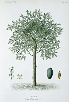 Olive Tree Prints: Olivier, olive tree