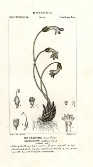 One-flowered broomrape, Orobanche uniflora One-flowered broomrape, Orobanche uniflora