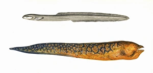 Ophidium Eel and Muraena Ophidium Eel and Muraena