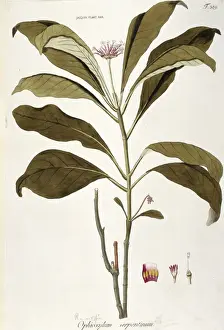 Angiosperm Botanical Art Prints: Ophyoxylum serpentinum