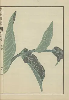Inula Helenium Prints: Four opposing leaves on a single stem of Inula helenium
