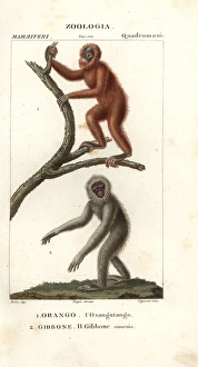 Orang utan, Pongo pygmaeus (endangered) Orang utan, Pongo pygmaeus (endangered)