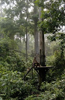 Orang-Utans and Long-tailed / Crab-eating macaques Orang-Utans and Long-tailed / Crab-eating macaques