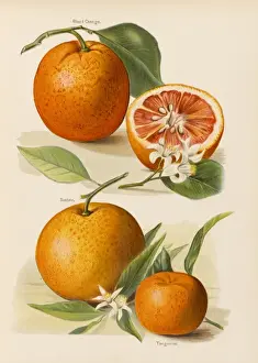Blood Orange with Blossom Print