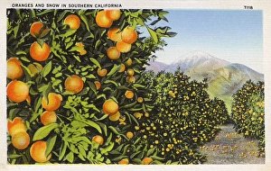 Oranges growing, Southern California, USA Oranges growing, Southern California, USA