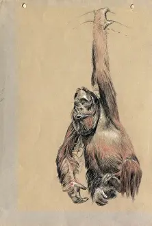 Orangutan Art Prints: An Orangutan