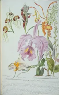Victorian Orchid Illustration Prints: Orchideae