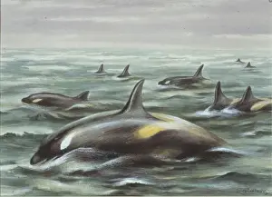 Prints of Plate from a collection of pencil sketches and watercolour drawings of British mammals c. 1890-1910 by Edward Adrian Wilson (1872-1912) Edward Adrian Wilson Prints: Orca Gladiator Print, c. 1890-1910