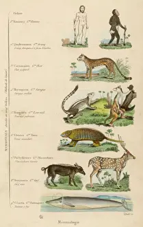Print of Mammal Taxonomy Classification