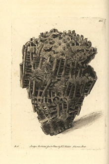 Organ madrepore, Madrepora musicalis Organ madrepore, Madrepora musicalis