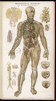 Cardiovascular System Illustration Prints: Organs of Circulation