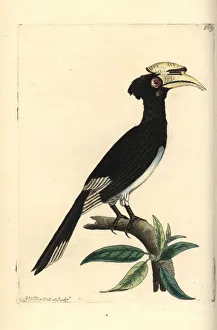 Oriental pied-hornbill, Anthracoceros albirostris Oriental pied-hornbill, Anthracoceros albirostris