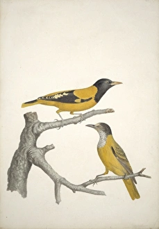 Oriolus xanthornus, black-hooded Oriole Oriolus xanthornus, black-hooded Oriole