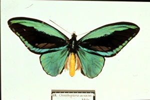 Ornithoptera aesacus, birdwing butterfly Ornithoptera aesacus, birdwing butterfly