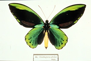 Ornithoptera allotei, birdwing butterfly Ornithoptera allotei, birdwing butterfly